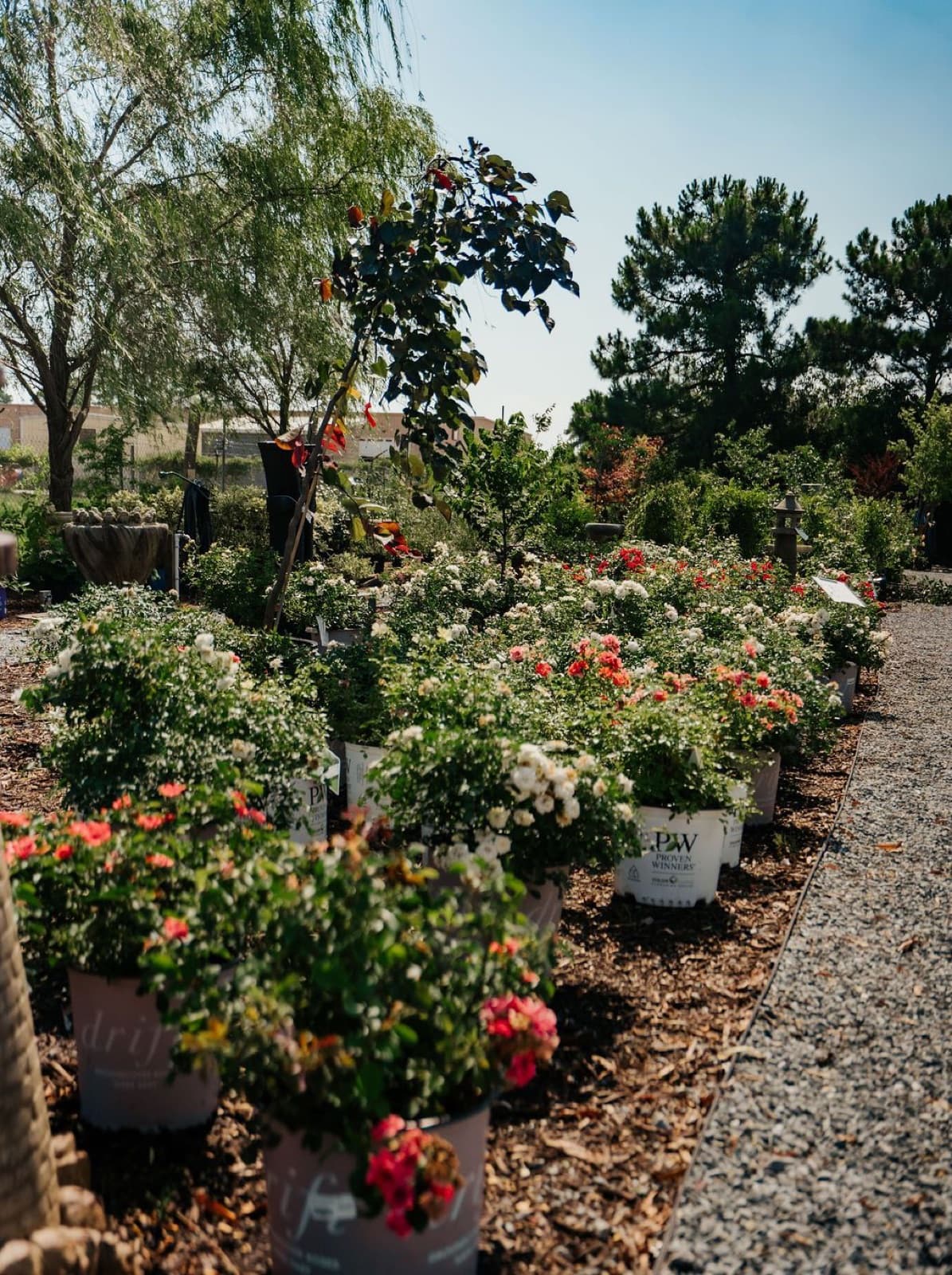Roses