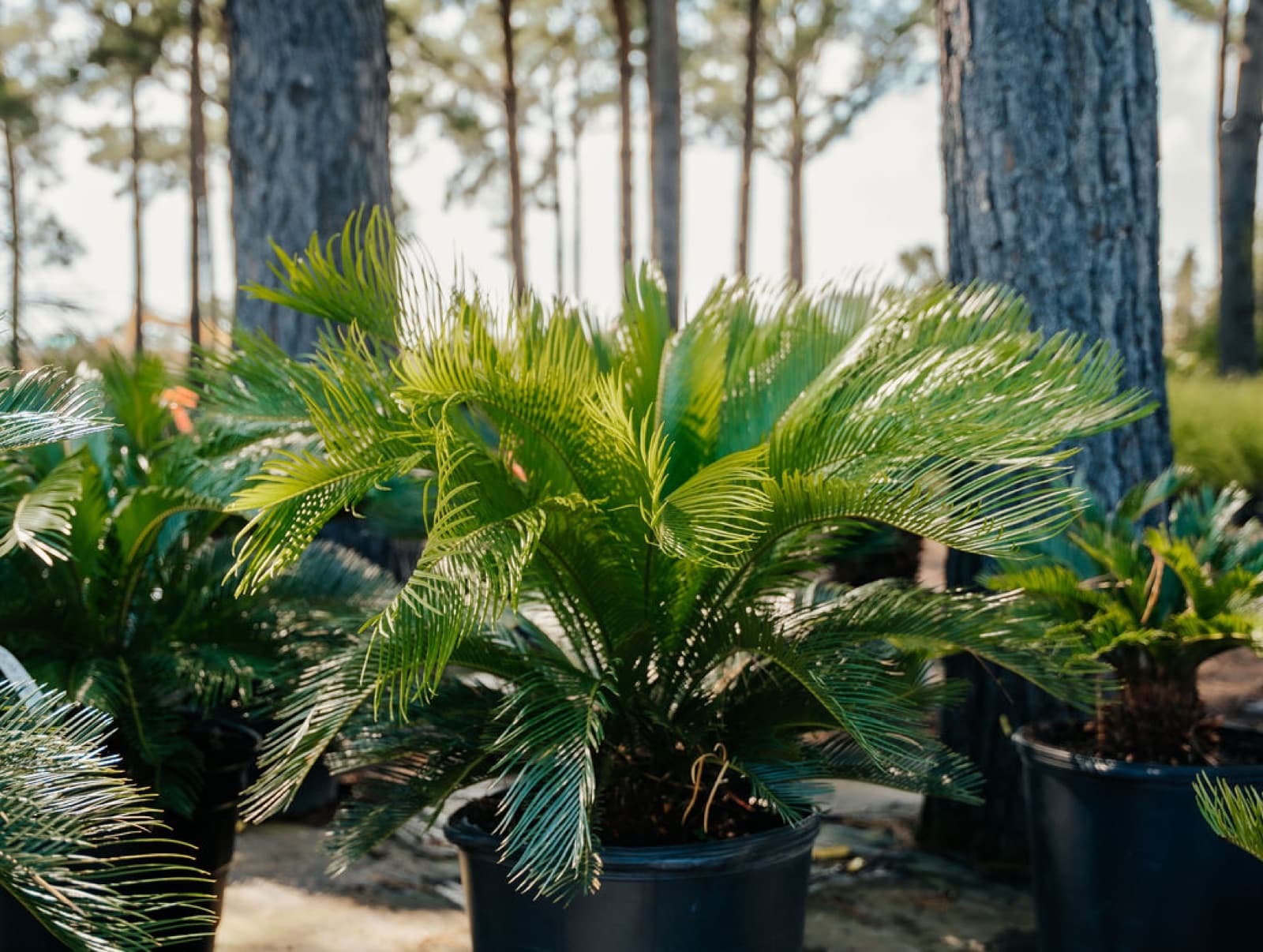 Sago palms
