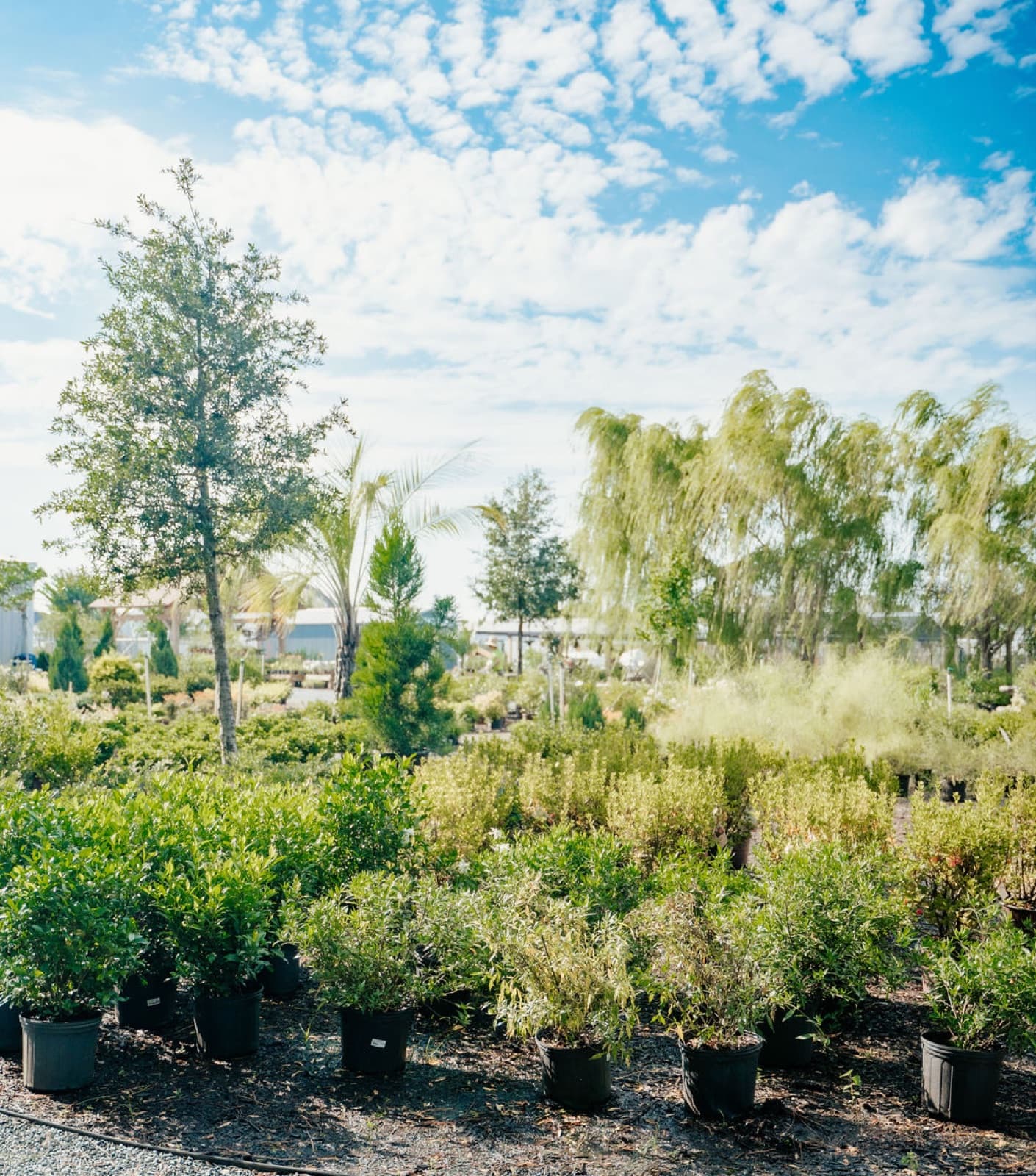 Shrubs