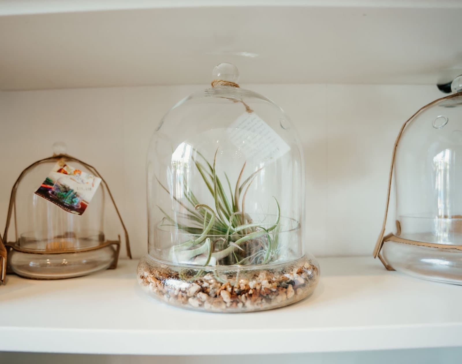 Terrariums