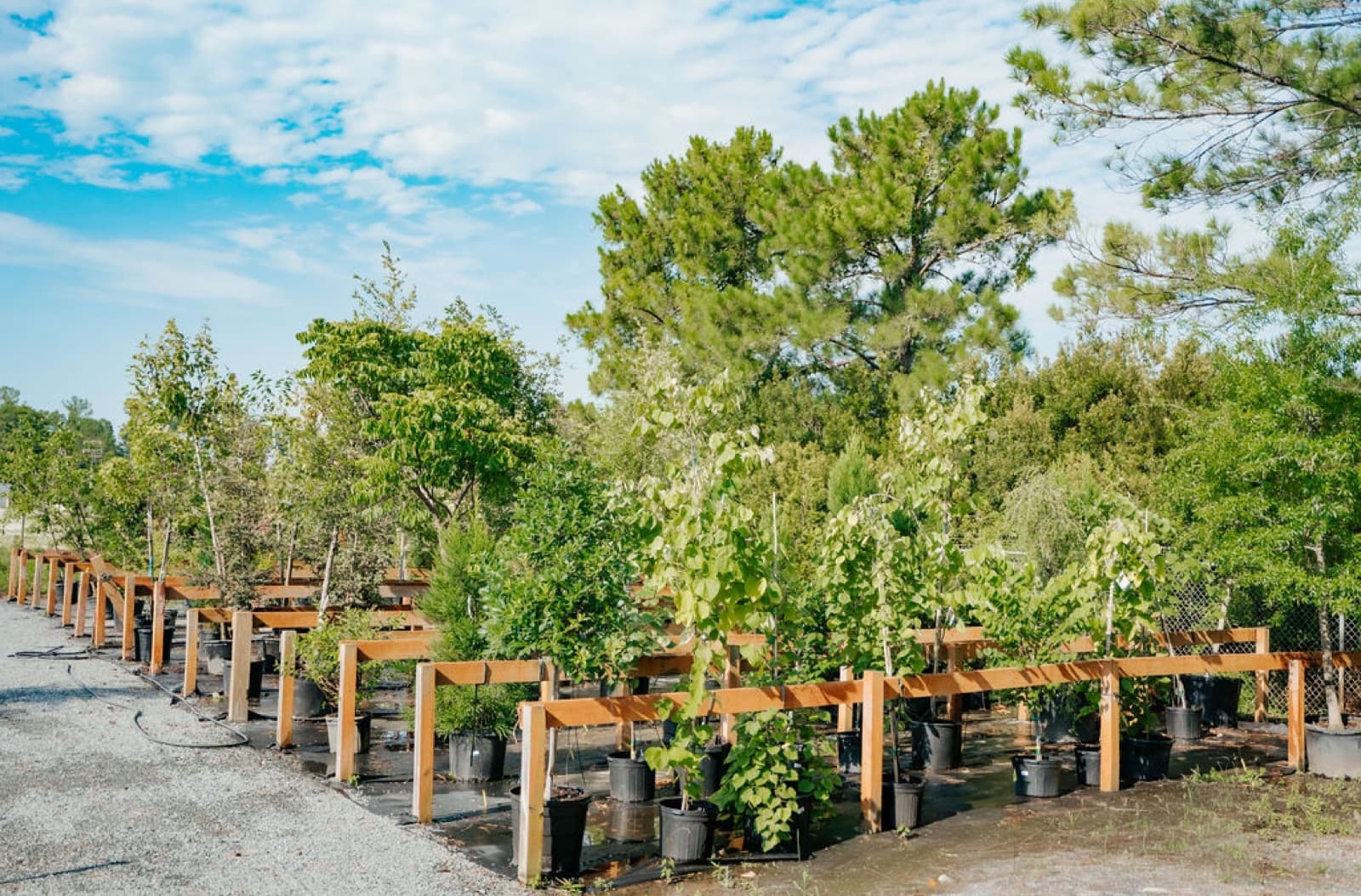 The tree lot