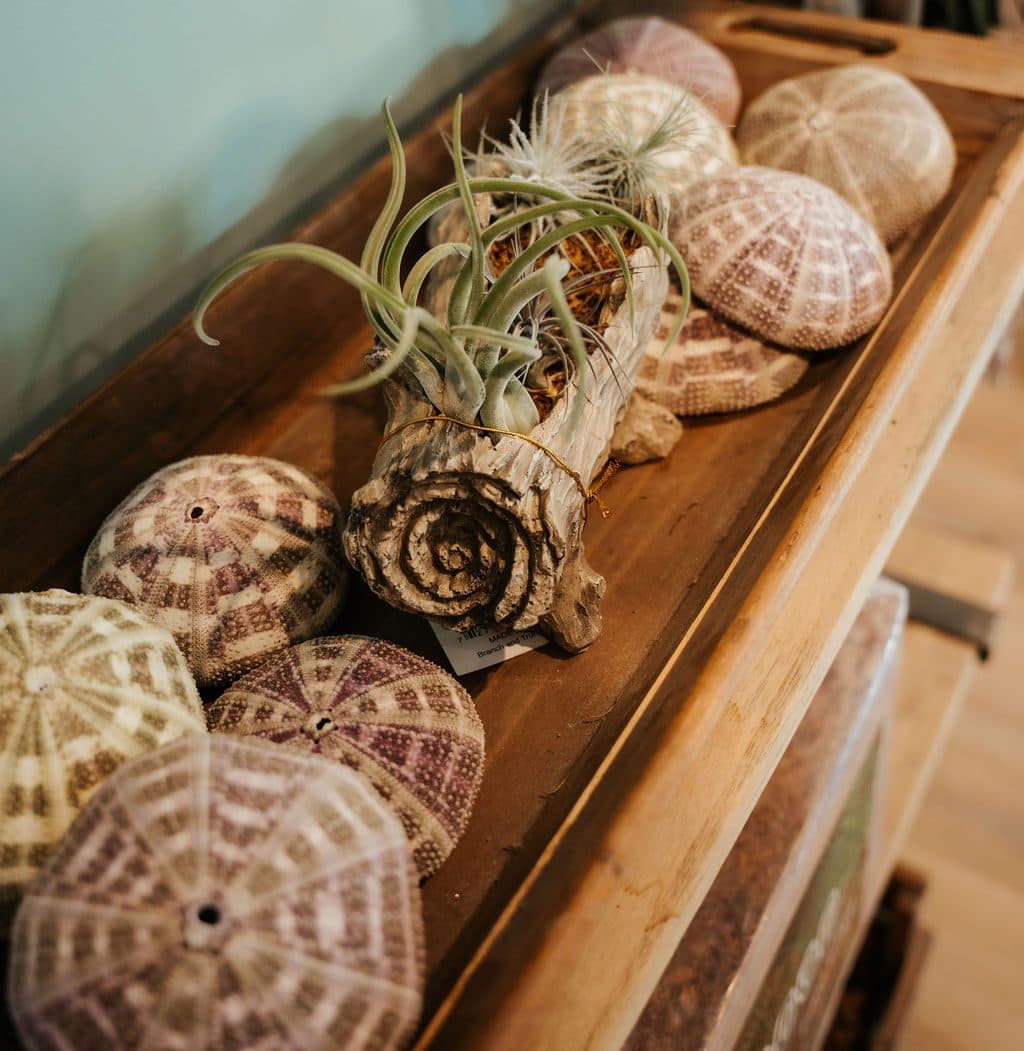 Urchins and driftwood