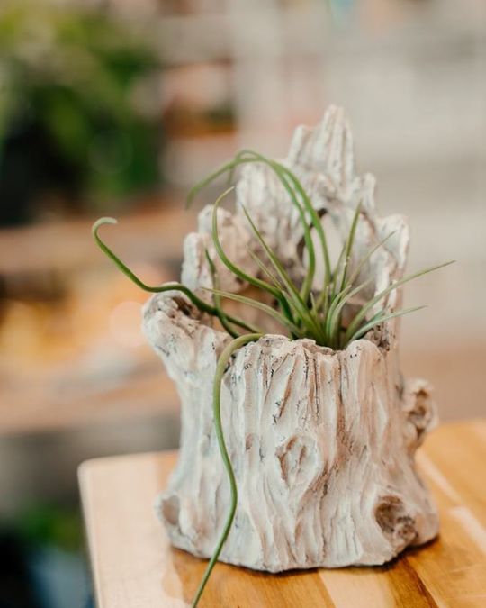 An air plant in driftwood