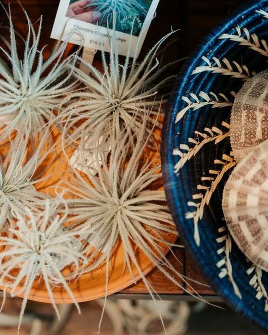 Air plants and sea urchins