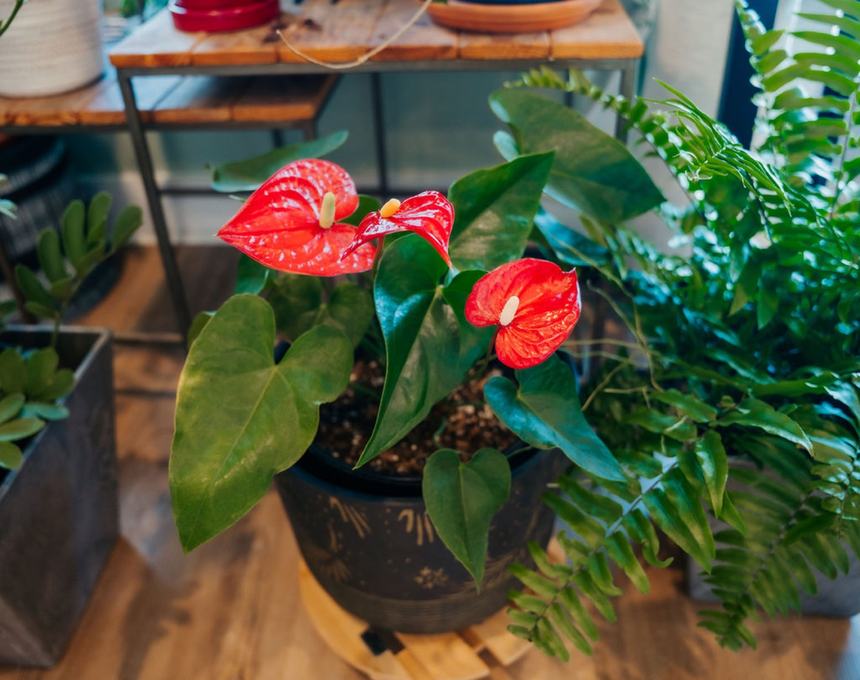 Anthurium
