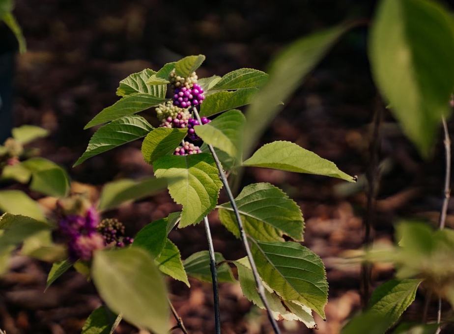 American beautyberry