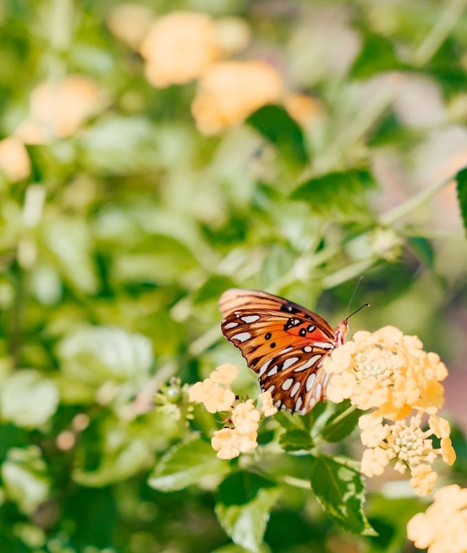 A butterfly on the lantana