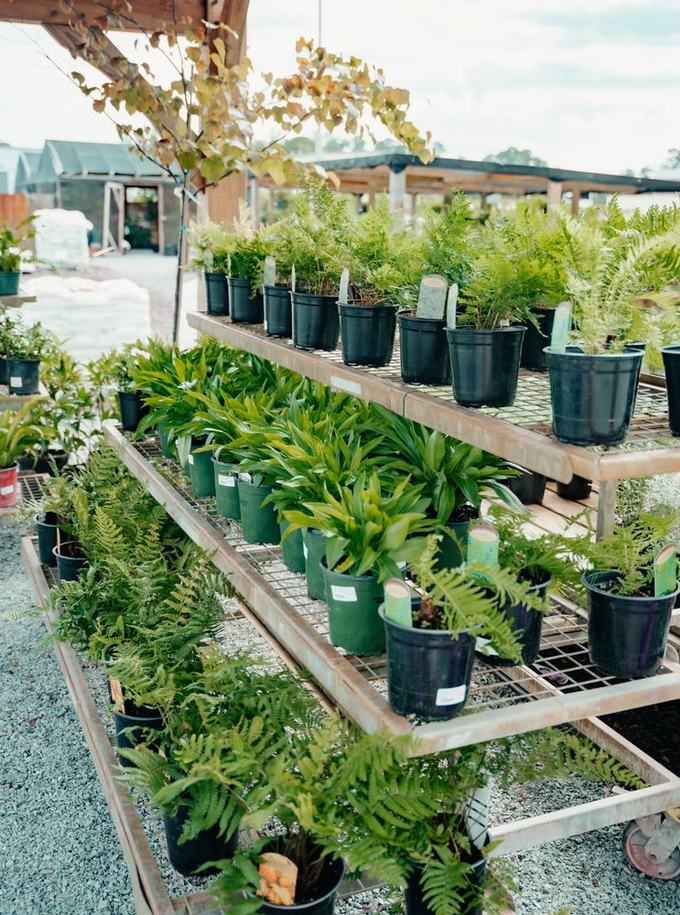 Ferns on the benches
