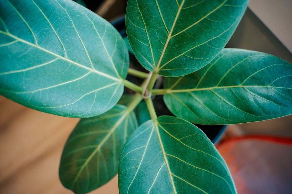 Leaf detail