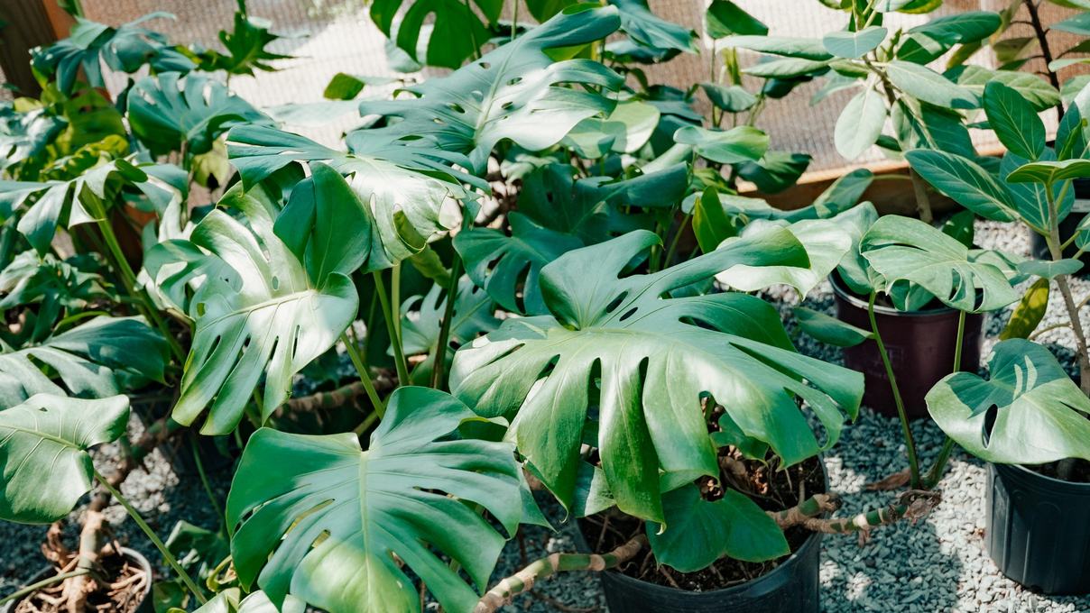 Monstera