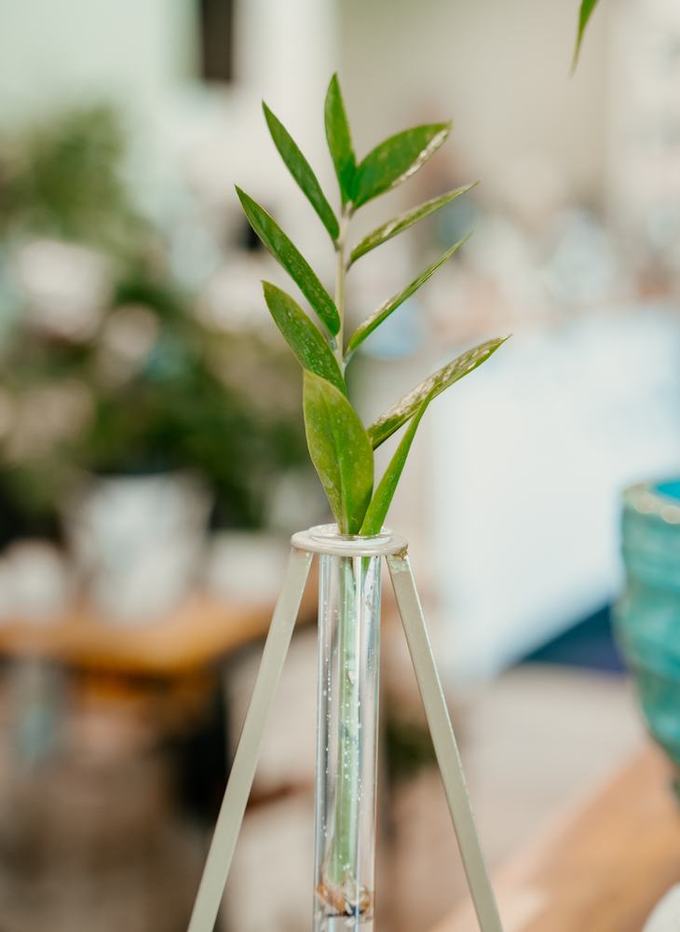 Propagation vases