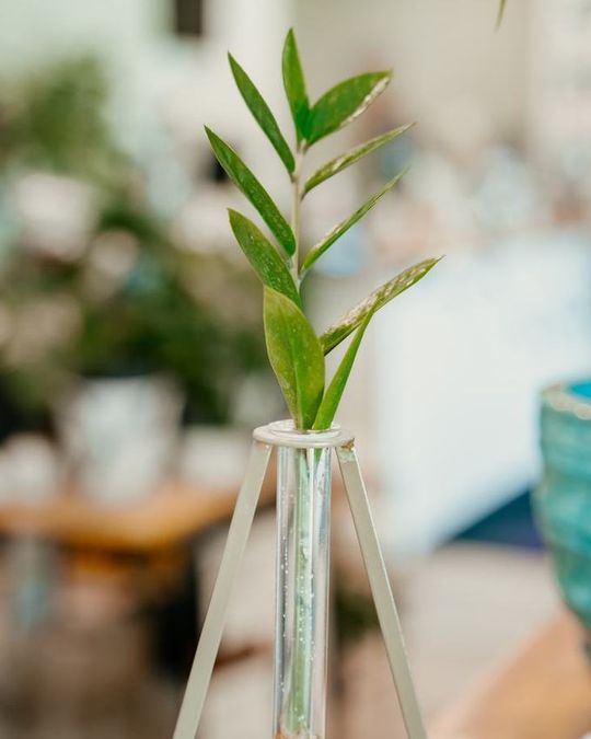 Propagation vases