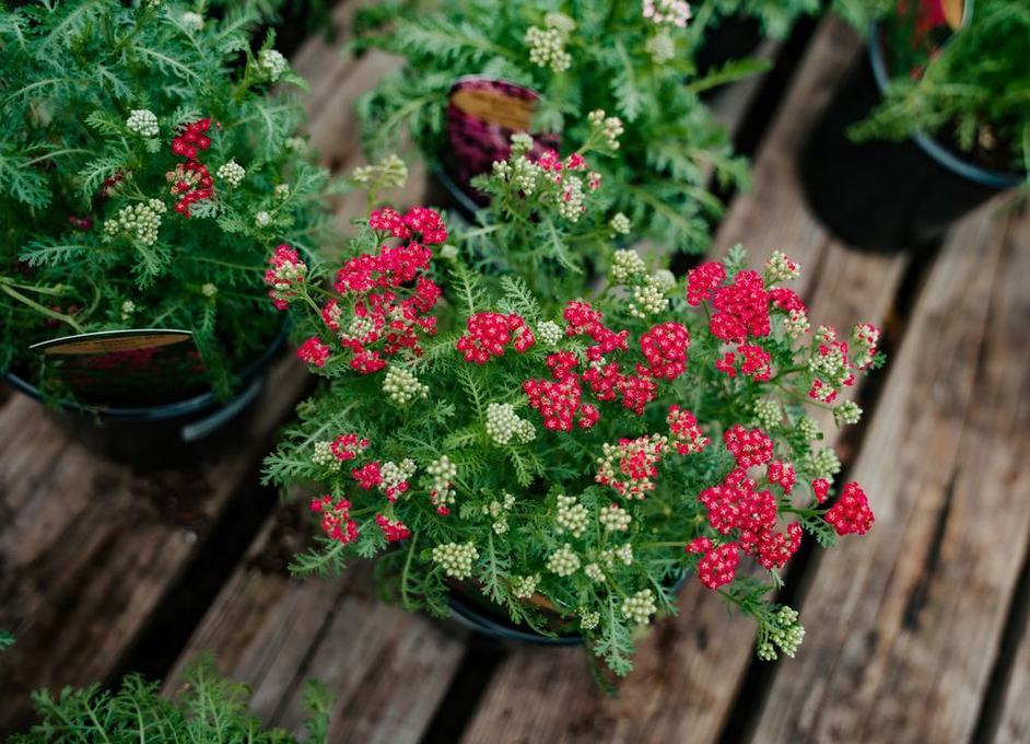 Red yarrow