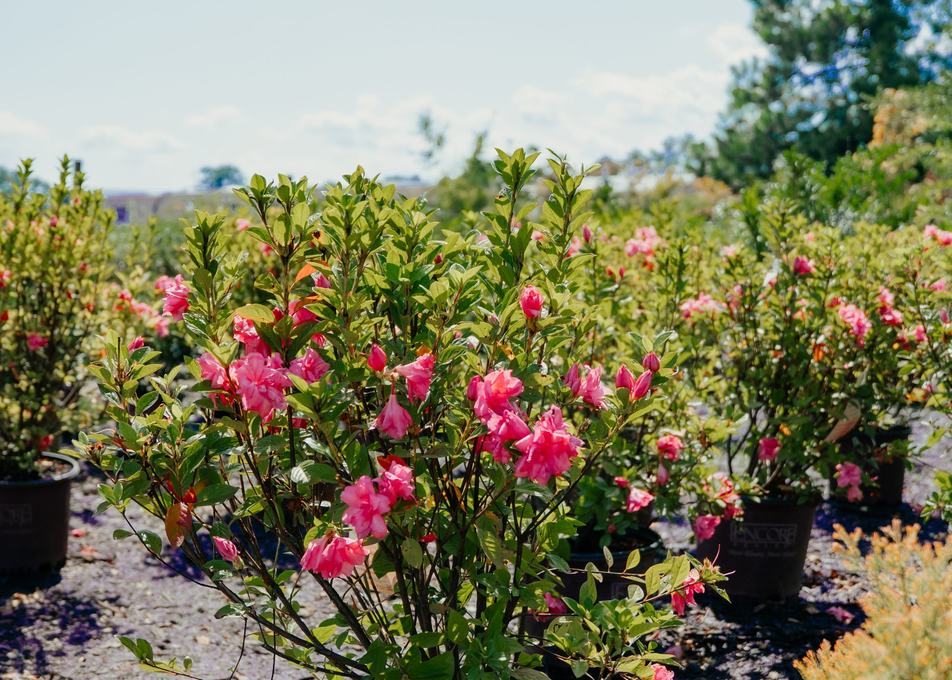 Roses in bloom