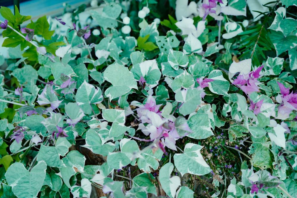 Variegated groundcover